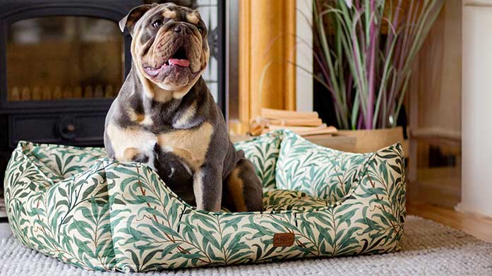 Pet Boutique: Morris & Co, Kate Spade & More  Calling all pet lovers! Treat your furry friends to luxury box beds, cute collars, harnesses and vibrant bowls from brands like Kate Spade and Morris & Co.