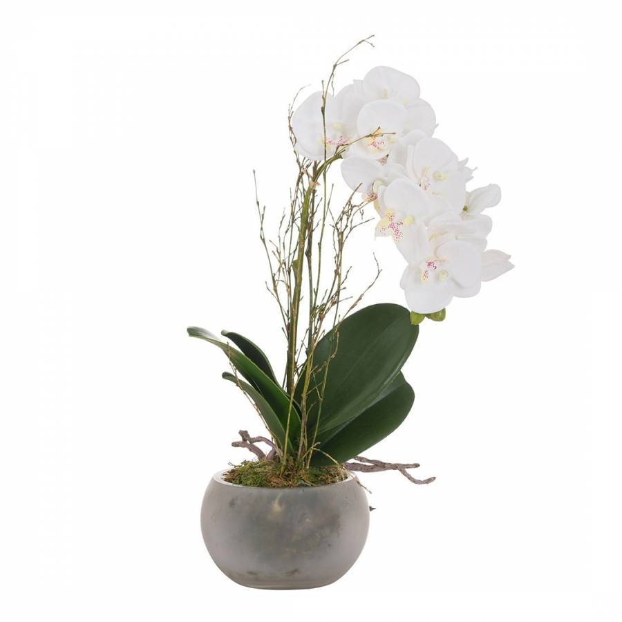 Small Stone Potted Orchid With Roots - BrandAlley