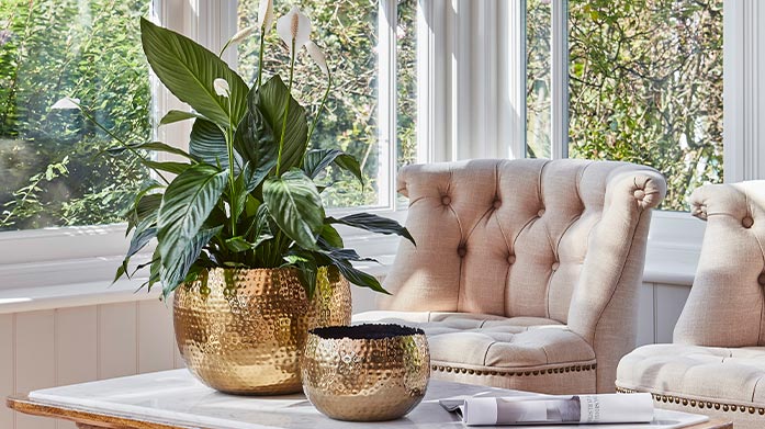 Bring the Outside In: Plants & Pots Summer’s the perfect time to invest in plants. Find pretty bunches to display in your interior space from Ivyline, Royal Botanic Gardens, Kew and Scottish Everlasting.