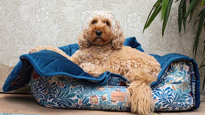 Pet Boutique: Dog Coats, Beds & More